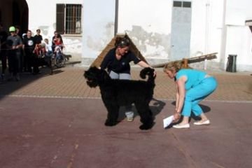 Raduno Nazionale Razza Alana